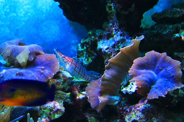 Schattige kleine vissen in een aquarium — Stockfoto