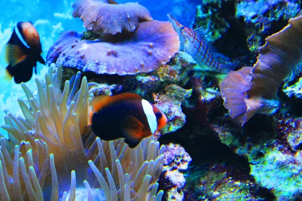 Mignon petit poisson dans un aquarium — Photo