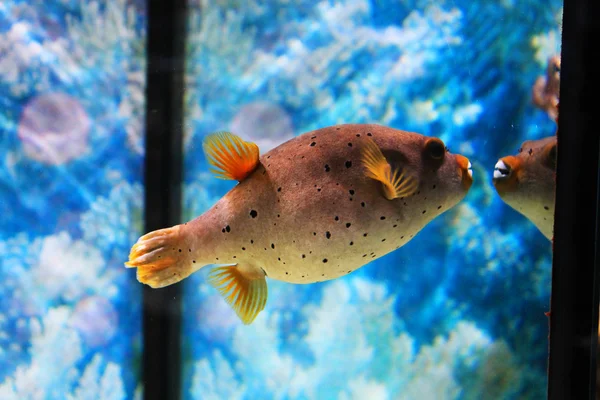 Niedliche kleine Fische im Aquarium — Stockfoto