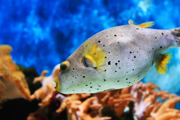 Peixe pequeno bonito em um aquário — Fotografia de Stock
