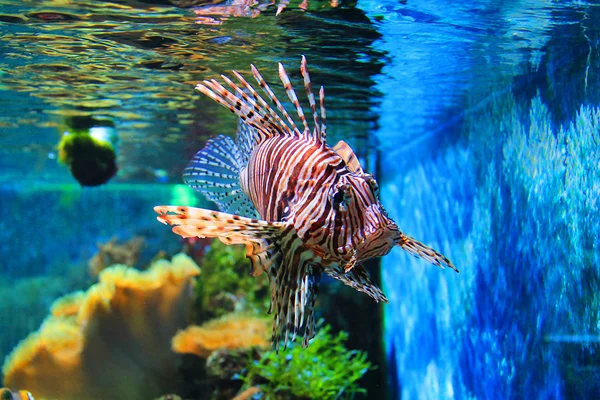 Niedliche kleine Fische im Aquarium — Stockfoto