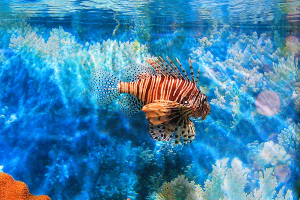 Cute little fish in an aquarium — Stock Photo, Image