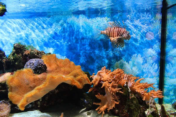 Lindo pececito en un acuario — Foto de Stock