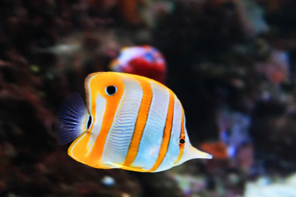 Niedliche kleine Fische im Aquarium — Stockfoto