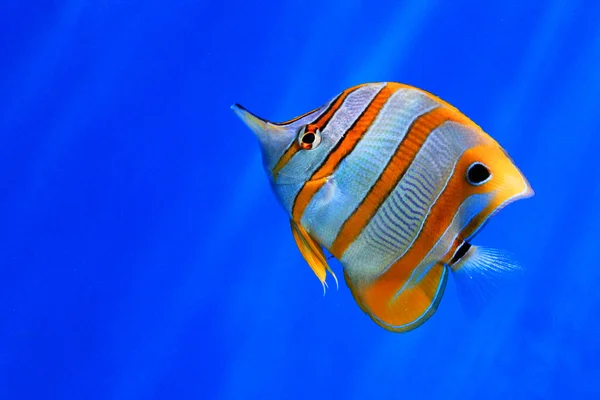 Söt liten fisk i ett akvarium — Stockfoto