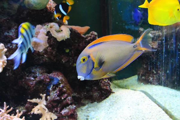 Cute little fish in an aquarium — Stock Photo, Image