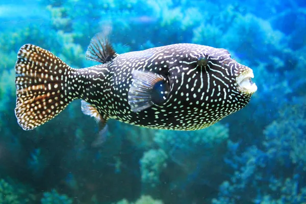 Schattige kleine vissen in een aquarium — Stockfoto