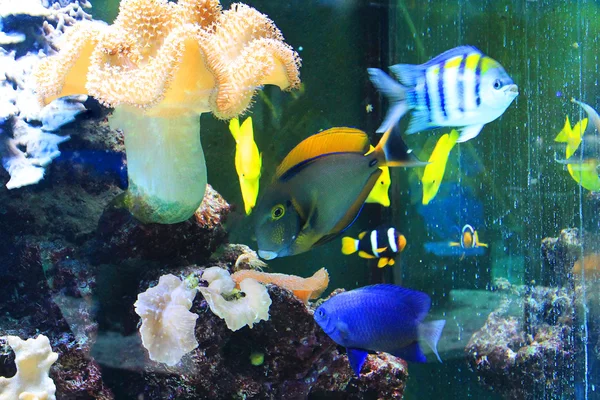 Schattige kleine vissen in een aquarium — Stockfoto