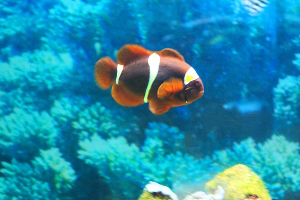 Милые маленькие рыбки в аквариуме — стоковое фото