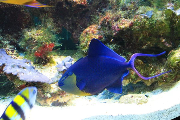 Niedliche kleine Fische im Aquarium — Stockfoto