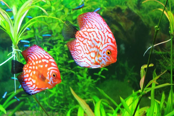 Lindo pececito en un acuario Imagen de archivo