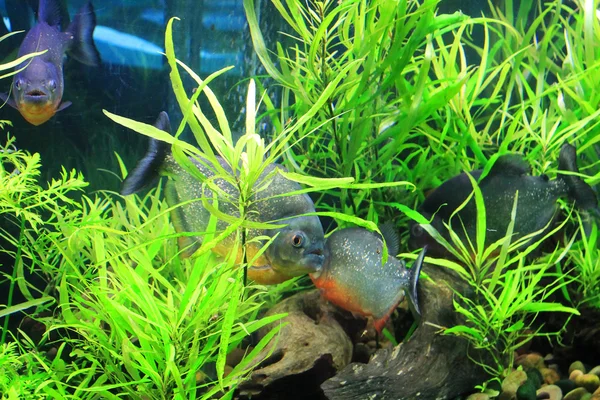 Lindo pececito en un acuario Imágenes de stock libres de derechos