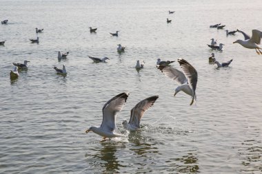 Martılar denizde yüzer ve yemek yerler.