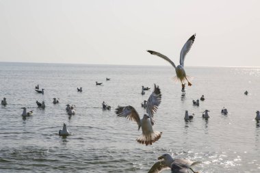 Martılar denizde yüzer ve yemek yerler.