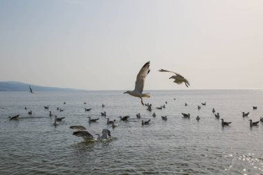 Martılar denizde yüzer ve yemek yerler.