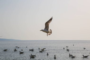 Martılar denizde yüzer ve yemek yerler.