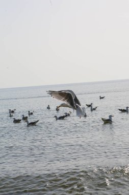Martılar denizde yüzer ve yemek yerler.
