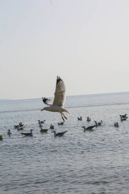 Martılar denizde yüzer ve yemek yerler.