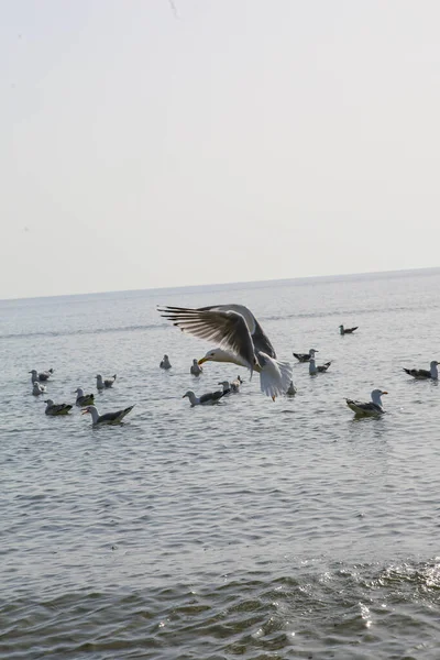 Martılar denizde yüzer ve yemek yerler.