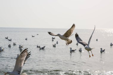 Martılar denizde yüzer ve yemek yerler.
