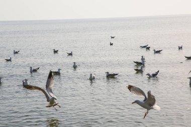 Martılar denizde yüzer ve yemek yerler.