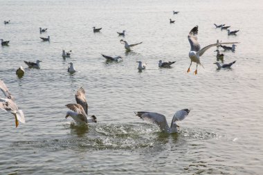 Martılar denizde yüzer ve yemek yerler.