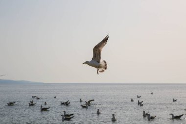 Martılar denizde yüzer ve yemek yerler.
