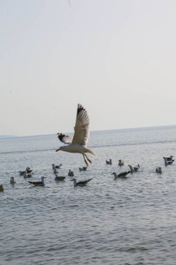 Martılar denizde yüzer ve yemek yerler.
