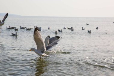 Martılar denizde yüzer ve yemek yerler.