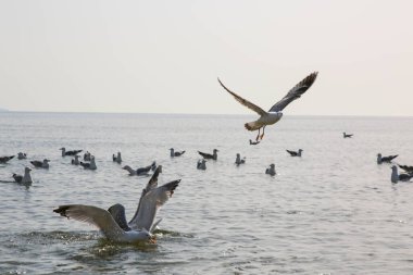 Martılar denizde yüzer ve yemek yerler.