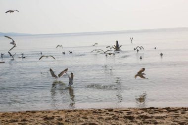 Martılar denizde yüzer ve yemek yerler.