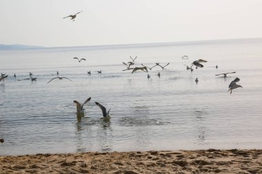 Martılar denizde yüzer ve yemek yerler.