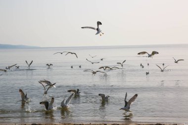 Martılar denizde yüzer ve yemek yerler.