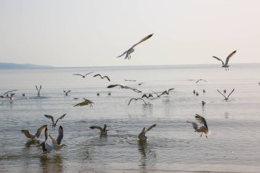 Martılar denizde yüzer ve yemek yerler.