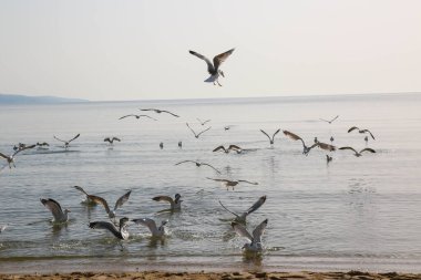 Martılar denizde yüzer ve yemek yerler.