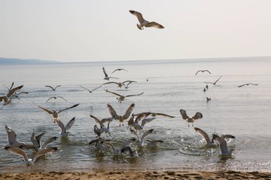 Martılar denizde yüzer ve yemek yerler.