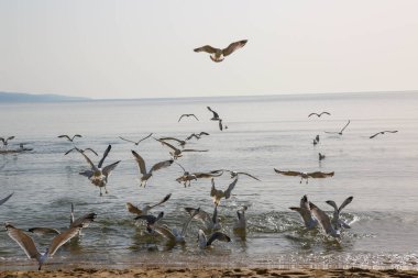 Martılar denizde yüzer ve yemek yerler.