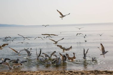 Martılar denizde yüzer ve yemek yerler.