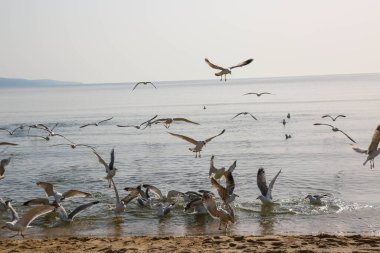 Martılar denizde yüzer ve yemek yerler.