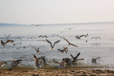Martılar denizde yüzer ve yemek yerler.