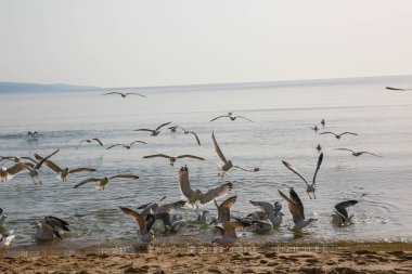 Martılar Karadeniz üzerinde