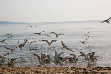 Martılar Karadeniz üzerinde