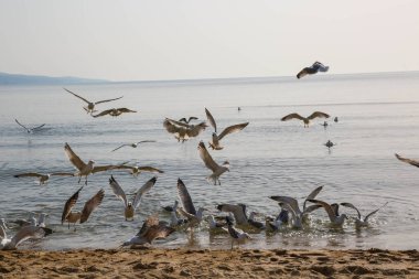 Martılar Karadeniz üzerinde