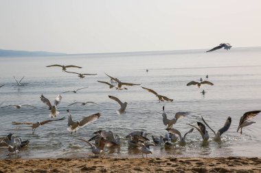 Martılar Karadeniz üzerinde