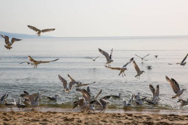 Martılar Karadeniz üzerinde
