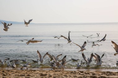 Martılar Karadeniz üzerinde