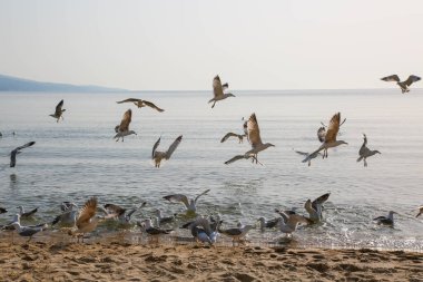 Martılar Karadeniz üzerinde