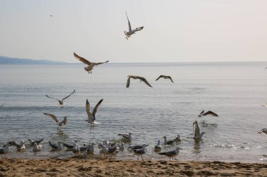 Martılar Karadeniz üzerinde