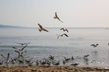 Martılar Karadeniz üzerinde