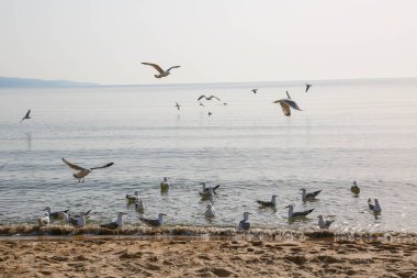 Martılar Karadeniz üzerinde